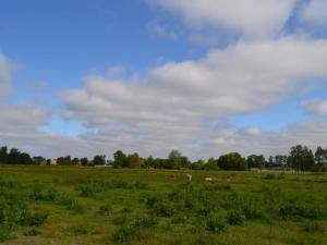 a group of animals grazing in a field at Holiday Home Josina - 32km from the sea by Interhome in Esbjerg