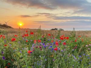 a field of flowers with the sunset in the background at Holiday Home Alkmar - 75m from the sea by Interhome in Thisted