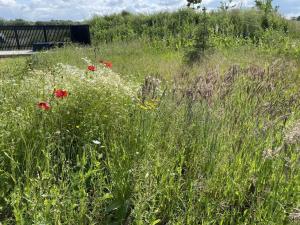 a field of tall grass with red flowers in it at Holiday Home Anelle - 500m from the sea by Interhome in Børkop