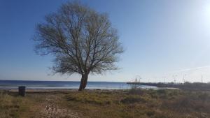 a tree sitting on the beach near the water at Spatzenhecke in Klütz