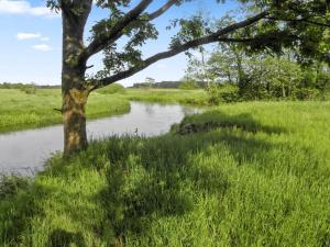 a tree in the grass next to a river at Apartment Beatha - 25km to the inlet by Interhome in Sønder Felding