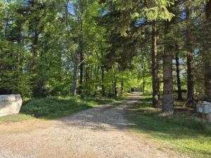 a dirt road through a forest with trees at Holiday Home Aswarth - 50m to the fjord by Interhome in Fur