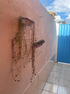 a wall with a bunch of vines on it at Kitnet Adorável na sedede Aracruz ES 1KM do centro individual wifi cozinha equipada in Aracruz +35 photos