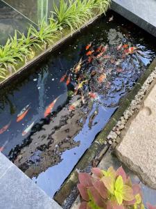 a koi pond in a garden at Huiyuan Mansion Guangzhou in Guangzhou +106 photos