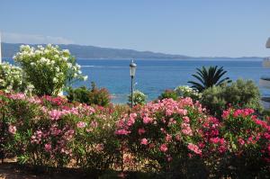 a bunch of flowers in front of the water at F2 Le Lavezzi in Ajaccio