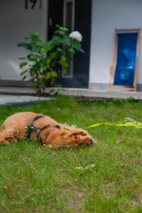 a dog laying in the grass in the yard at Baltic Forest in Kołobrzeg