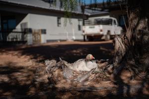 a white duck sitting in a tree stump at Kénōsis Guestfarm - Room 1 in Springbok