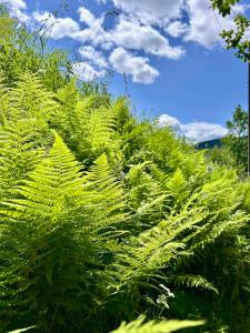 a field of green plants with a blue sky at Diamond chalet in Ogrody