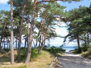 un camino a través de los árboles en la playa en Apartment Atena - 250m from the sea by Interhome, en Neksø