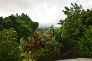a garden with many plants and trees at De l'îlet au Volcan in Basse-Terre