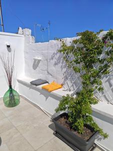 a bonsai tree sitting on top of a white wall at Isensi Luxury Suite Trani in Trani