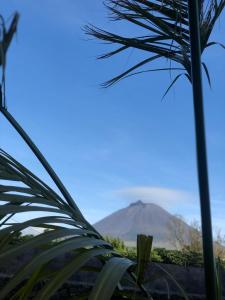 un palmier avec une montagne en arrière-plan dans l'établissement Ferreiro do Cabeço House, à Bandeiras