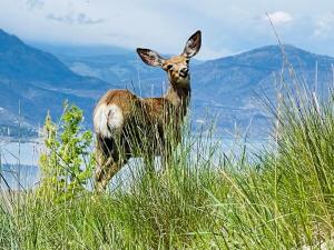Fotografie z fotogalerie ubytování Sunset Lakeview house v destinaci Kelowna + 10 fotografií