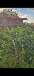 a tree branch in the bushes in front of a building at Della monica in Tinogasta