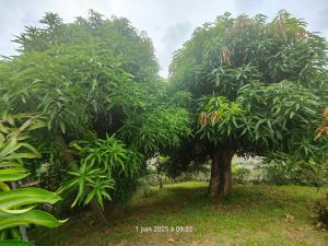 two trees with green leaves in a field at Studio XL 4 places in Ducos
