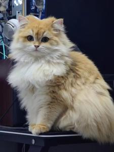 Domácí mazlíčci ubytovaní s hosty v ubytování Witcher Hostel