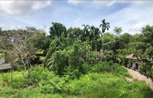 a view of a jungle with trees and a house at Den Nest Hostel KRABI in Ban Nong Chaeng