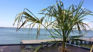 un palmier en face de l'océan dans l'établissement Sophia Sunset Lakeview Mamaia Apartment, à Mamaia