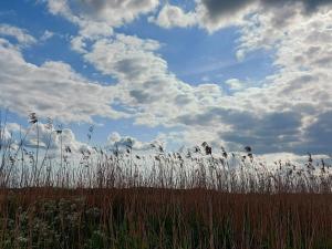 a field of tall grass with a cloudy sky at Seaside Charm in Boged-By Traum in Præstø +19 photos