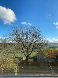 a tree sitting in the middle of a field at Daffodil in Whitby