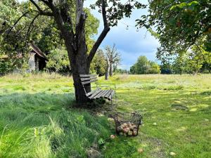 a bench sitting under a tree next to a basket of apples at Sonnentau in Kolonie