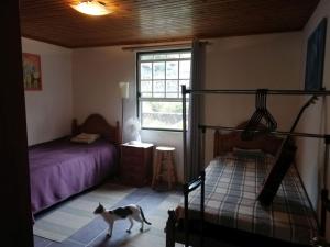 a cat walking in a room with a bed and a window at Quinta das Palmeiras, Room 2 in Santa Luzia