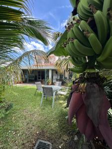 Zahrada ubytování Casa Santa Elena Fuertevli