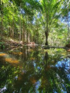 a pool of water in a forest with trees at Casa Arco-Iris in Itacaré