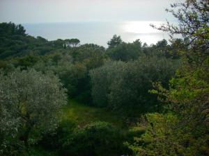 a forest of trees with the ocean in the background at Holiday Home Monte Argentario Sea Views in Monte Argentario +30 photos