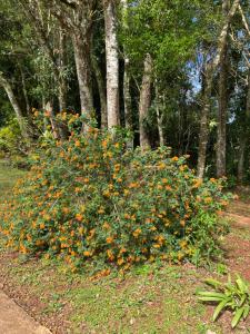 a bush filled with orange flowers in a park at Panambí Iguazú in Puerto Iguazú