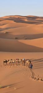 Zvířata v bed and breakfast nebo okolí