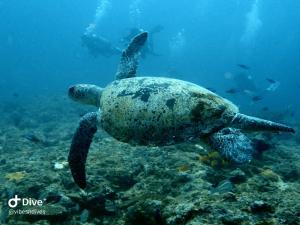 a green sea turtle swimming in the ocean at Vibes and Dives in Neil Island