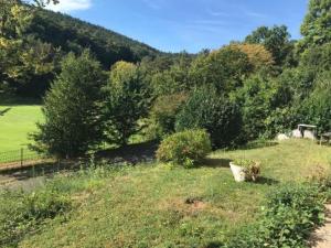 a cat sitting in the grass in a field at 64747 Breuberg Odenwald 2 Schlafzimmer in Breuberg +5 photos