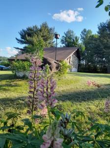 Κήπος έξω από το Charmant Chalet HUOT à Sainte-Lucie des-Laurentides +70 φωτογραφίες
