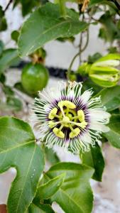 a close up of a flower on a plant at Cactus Bloom زهرة الصبار in Taif
