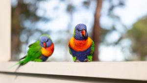 Gallery image of Koala Shores Holiday Park in Lemon Tree Passage