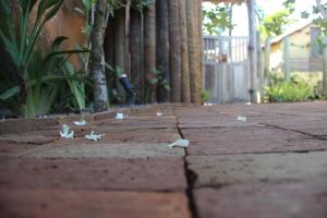 a group of birds standing on a brick sidewalk at Pousada Solar Caraíava in Caraíva