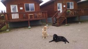Domácí mazlíčci ubytovaní s hosty v ubytování Denali's Alaskan Spruce Cabins