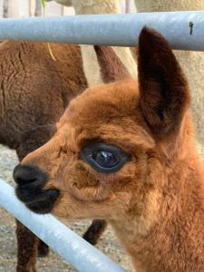 a baby camel is looking through a fence at Grillinghof in Kirchberg in Tirol