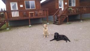 Domácí mazlíčci ubytovaní s hosty v ubytování Denali's Alaskan Spruce Cabins