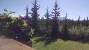Zahrada ubytování Denali's Alaskan Spruce Cabins