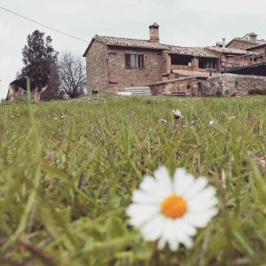 uma flor na relva em frente a uma casa em Agriturismo Il Cocco em Montalcino