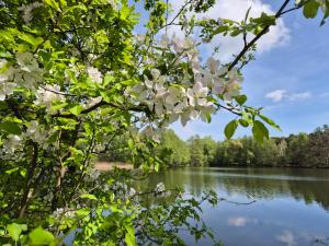 a view of a lake through the branches of a tree at Am Storchennest in Ludwigsfelde +3 photos