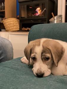 Fotografie z fotogalerie ubytování Casa Rural Teja Vieja v destinaci Duruelo