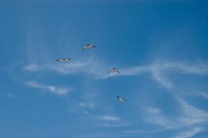 eine Gruppe von Vögeln, die in den Himmel fliegen in der Unterkunft Palo Santo Blue Hotel in Zorritos