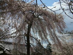 a weeping tree with white flowers on its branches at Uji - House - Vacation STAY 5978 in Uji