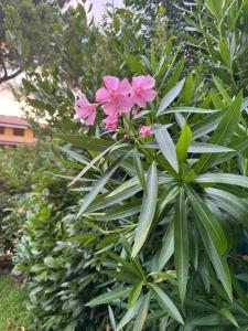 a plant with pink flowers on top of it at Mia's House on Lake Garda in Sirmione