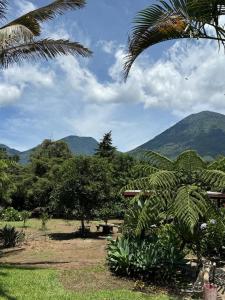 a palm tree with mountains in the background at Villa San Carlos in Juayúa