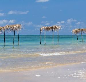 a beach with some trees sticking out of the water at Casa Sonho de Verão in Ilha de Boipeba