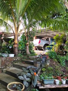a garden with palm trees and potted plants and a car at Cassava Agrofarm Hostel in Sri Aman +8 photos